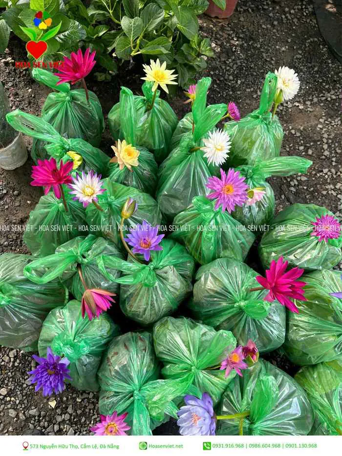 Hoa súng thái mini - Cây Cảnh Đà Nẵng - Hoa Sen Việt