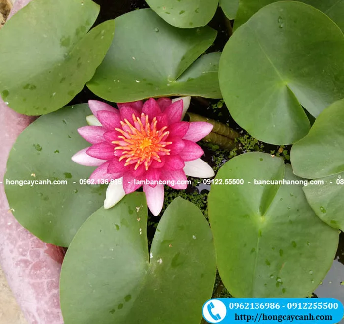Tất tần tật về cây hoa súng Thái Lan đủ màu trồng thủy sinh