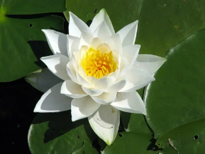 Hoa Súng Trắng | Tượng trưng cho vẻ đẹp thanh khiết, đơn thuần - FLoLi