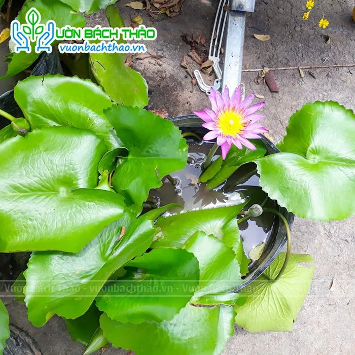 Cây Hoa Súng Trồng Thủy Sinh