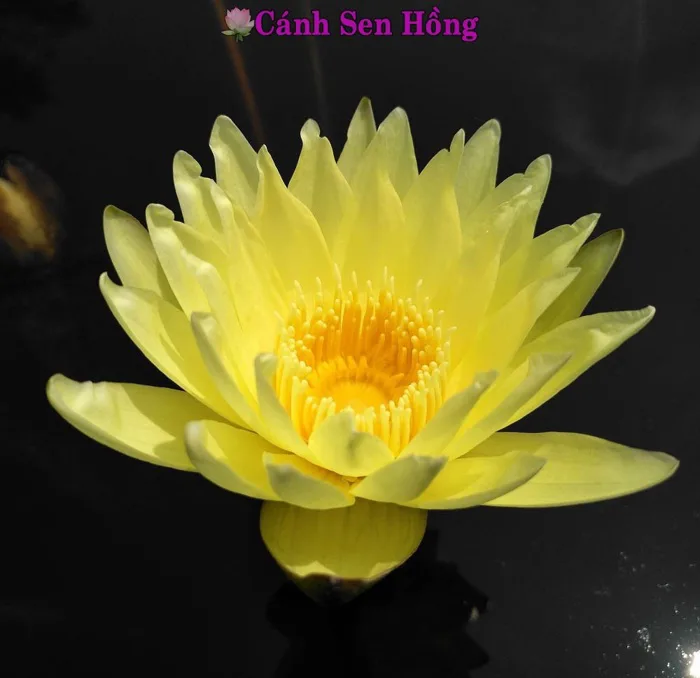 Hoa súng vàng hoàng phúc