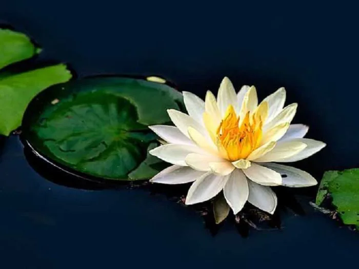 Hoa Súng Trắng | Tượng trưng cho vẻ đẹp thanh khiết, đơn thuần - FLoLi