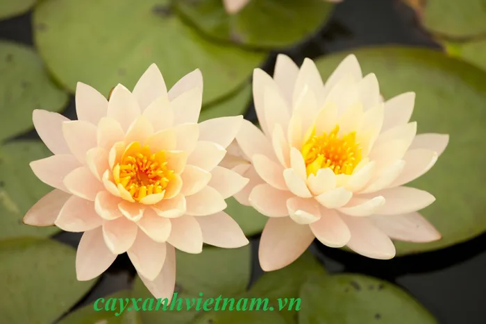 Mua bán cây hoa súng, cây hoa súng thái trồng làm cảnh quan ngoại thất đẹp,  thanh tao