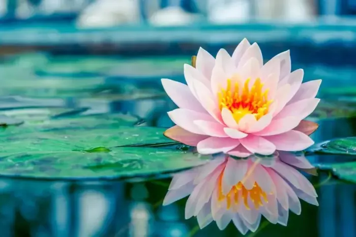 Hoa súng: Ý nghĩa, cách trồng và các loại bông súng đẹp