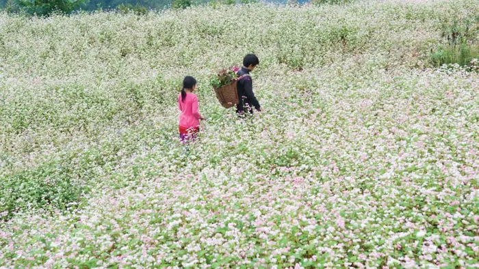 Hoa Tam Giác Mạch, Hà Giang - Kinh nghiệm tham quan 2026