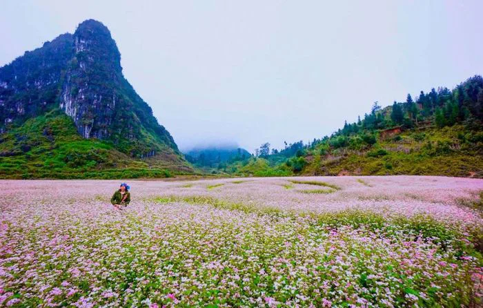Hoa tam giác mạch: Khám phá vẻ đẹp của loài hoa biểu tượng ở Hà Giang