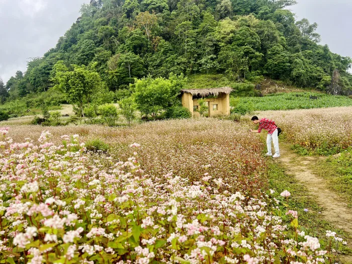 Thái Nguyên sắp có cánh đồng 7ha hoa tam giác mạch, du khách tha hồ 'sống  ảo'