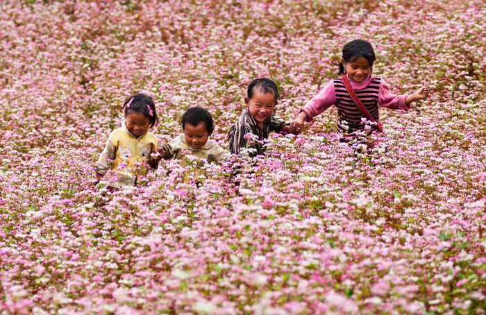 Cánh đồng hoa tam giác mạch: Vẻ đẹp mê hồn ở cao nguyên đá | Green SM