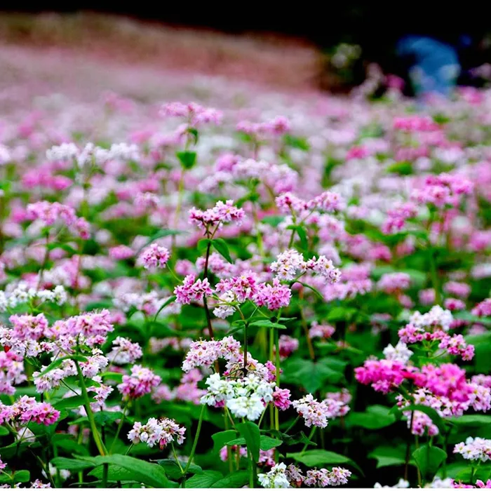 Hạt Giống Hoa Tam Giác Mạch-10 gram