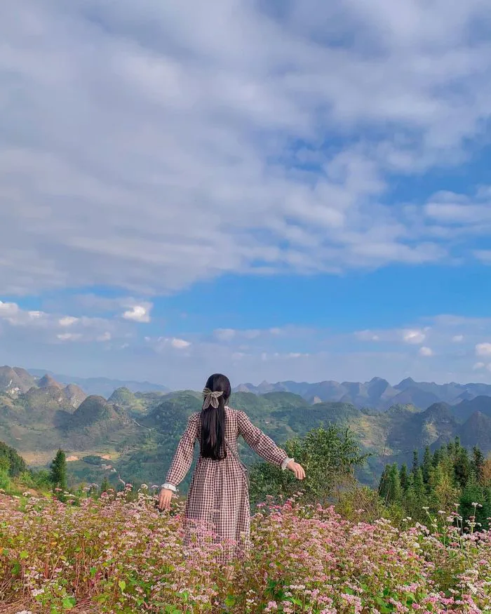 Du lịch Hà Giang mùa hoa tam giác mạch - Nơi đá nở hoa