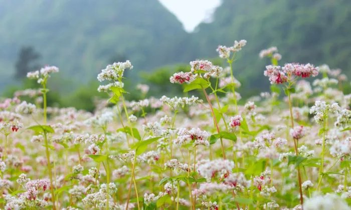 Ngắm nhìn mùa hoa tam giác mạch Hà Giang