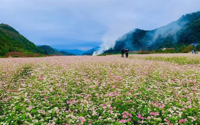 Hoa tam giác mạch Hà Giang: Mùa đẹp nhất, các điểm check in, kinh nghiệm  chụp ảnh và lựa chọn tour