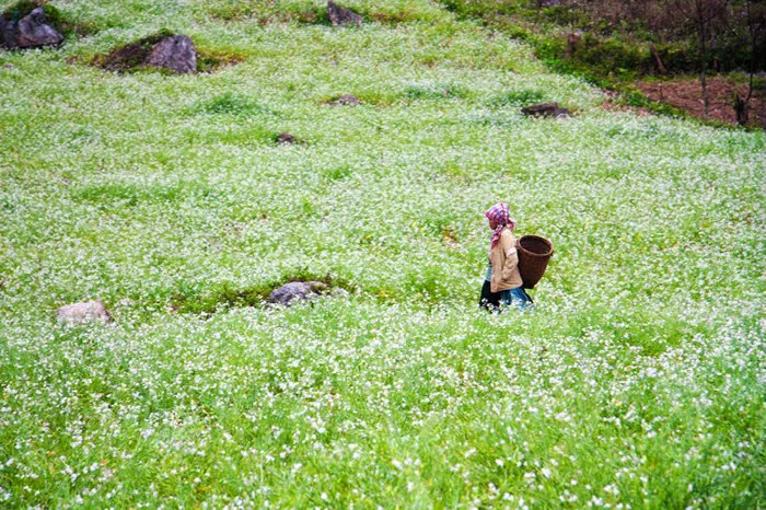 NGẮM HOA TAM GIÁC MẠCH Ở CAO BẰNG | Antamtour.vn