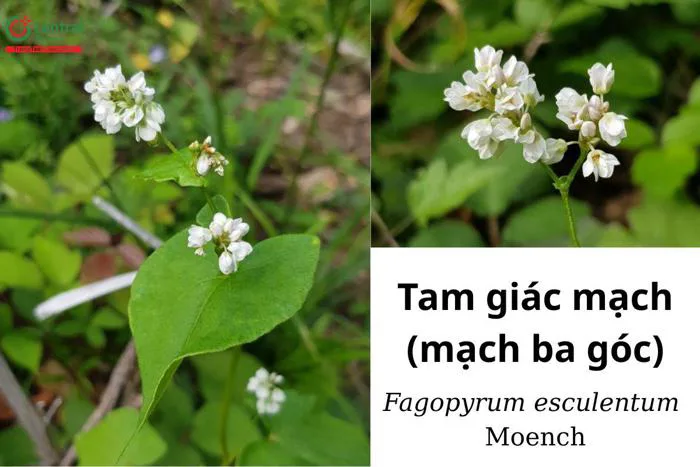 Cây Tam giác mạch (Mạch ba góc - Fagopyrum esculentum Moench) có tác dụng  gì?