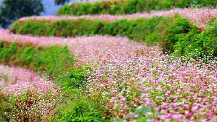 Hoa tam giác mạch là hoa gì và có ăn được không?