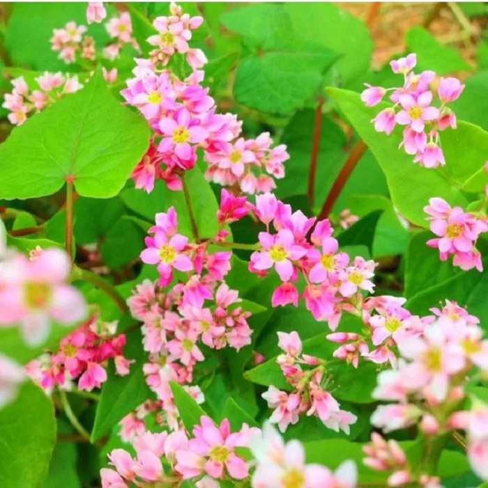 Combo 5 Gói Hạt Giống Hoa Tam Giác Mạch - 50 Gram