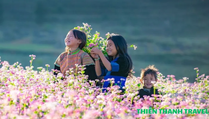 Hà Giang mùa hoa Tam Giác Mạch – Sắc màu huyền bí nơi địa đầu Tổ quốc