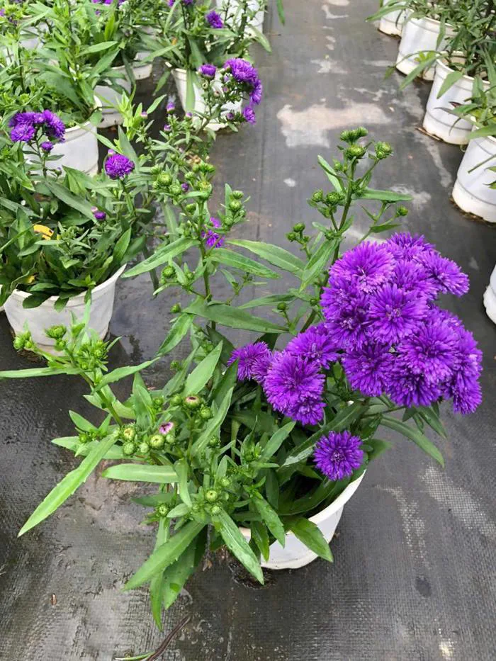CHẬU HOA THẠCH THẢO TÍM KÉP - Công Ty TNHH Trúc Vũ Farm