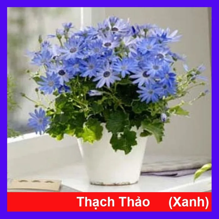 Cây Hoa Thạch Thảo (Xanh) - cây cảnh để bàn