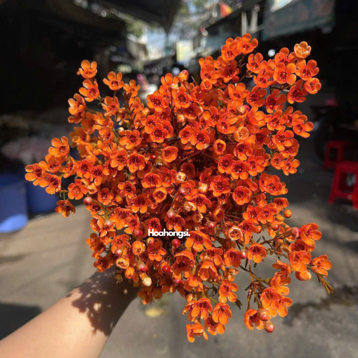 Hoa Thanh Liễu Đủ Màu