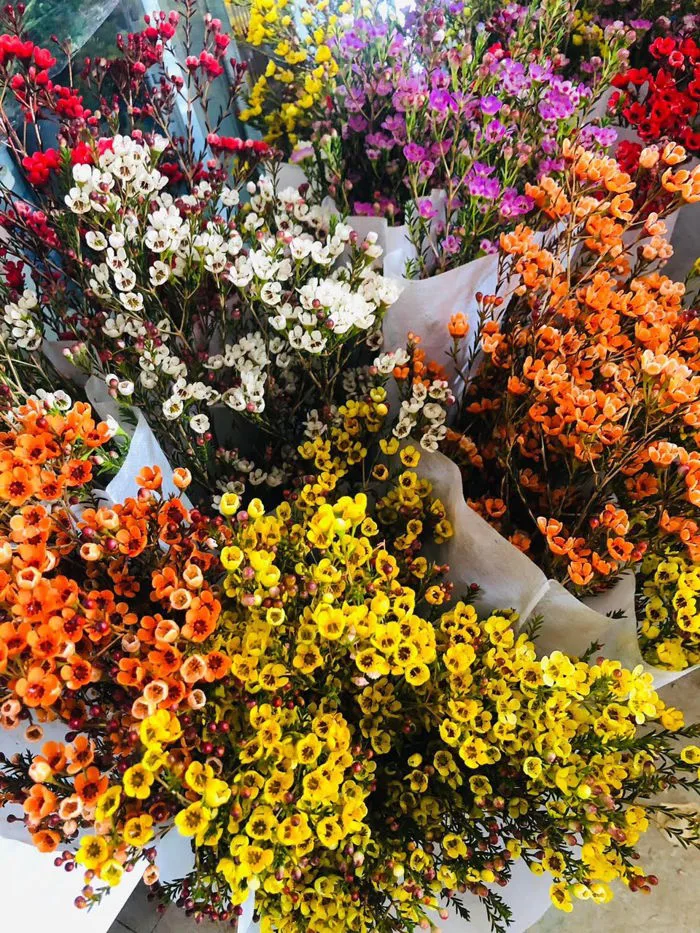 Đặc Điểm Và Ý Nghĩa Của Hoa Thanh Liễu (Chi Tiết Nhất)
