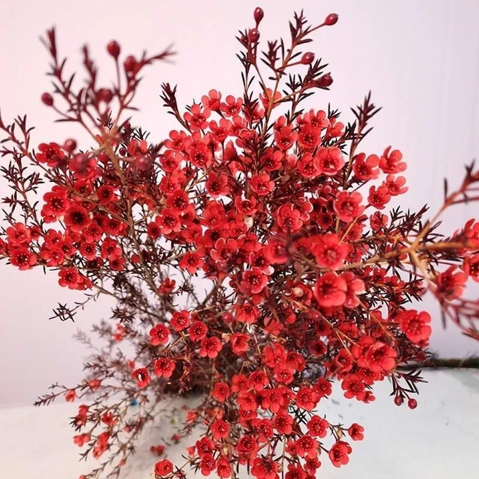 Bí Quyết Cắm Hoa Thanh Liễu Đẹp, Sang Trọng Cho Mọi Không Gian