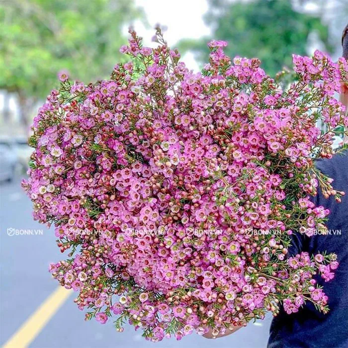 Hoa Thanh Liễu Hồng | BONN.vn