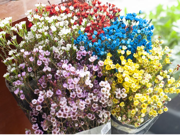 Thanh Liễu (Wax Flower): Tất Tần Tật Điều Thú Vị Ít Ai Biết Về Loại Hoa  Siêu Bền Này - hoa lẻ | hoa tươi cắt cành