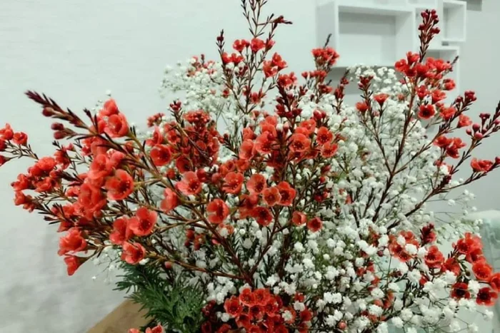 Cách cắm hoa thanh liễu bắt mắt, ấn tượng, ai nhìn cũng mê