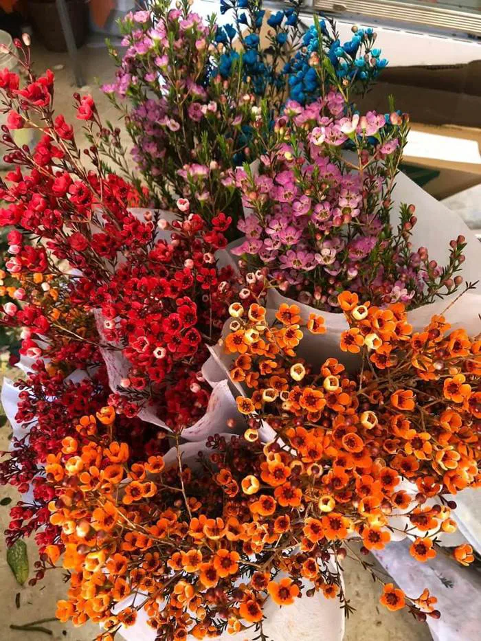 Hoa Tết thanh liễu - FlowerSight - Shop Chậu Hoa Tại HCM