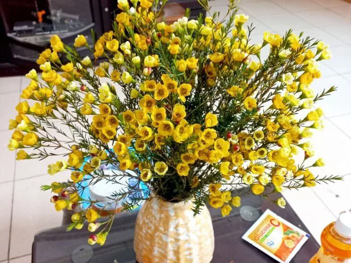 Hoa thanh liễu: Ý nghĩa, cách trồng và cắm hoa thanh liễu đẹp – Flosa