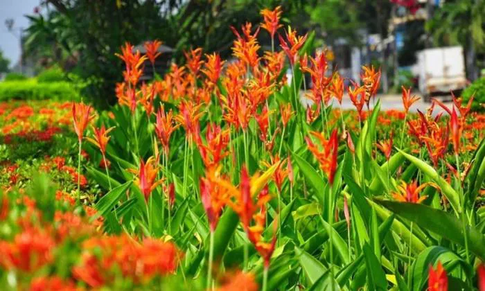 Cây Hoa Thiên Điểu: Những Mệnh Phong Thuỷ Nào Nên Trồng?