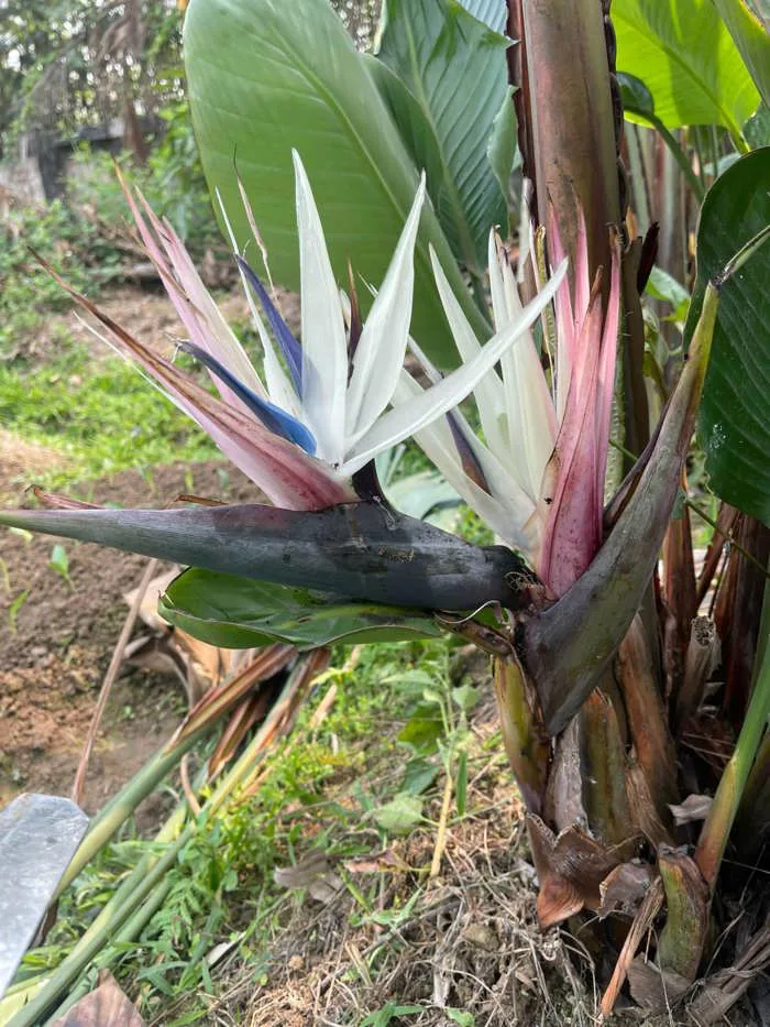 hoa thiên điểu màu trắng giống - Công Ty TNHH Trúc Vũ Farm