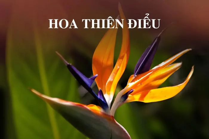 Hoa thiên điểu: Ý nghĩa, cách trồng và chăm sóc tại nhà