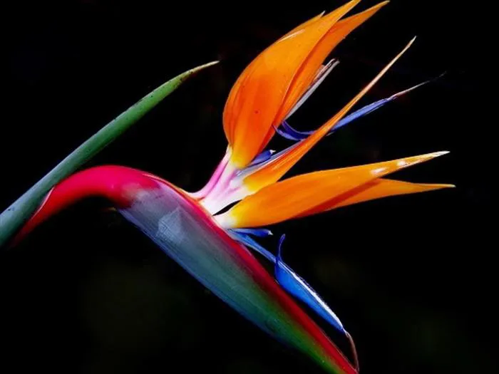 Hoa Thiên Điểu – Loài Hoa Đến Từ Thiên Đường - Moon Flower