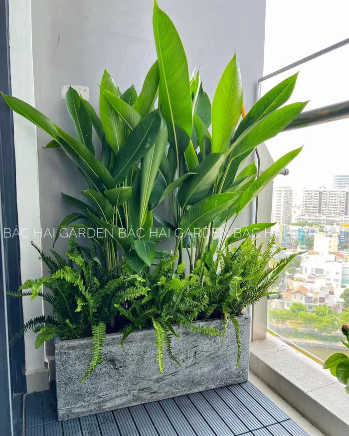 Chậu Thiên Điểu chữ nhật Bác Hai Garden - Vườn Cây Nội Thất