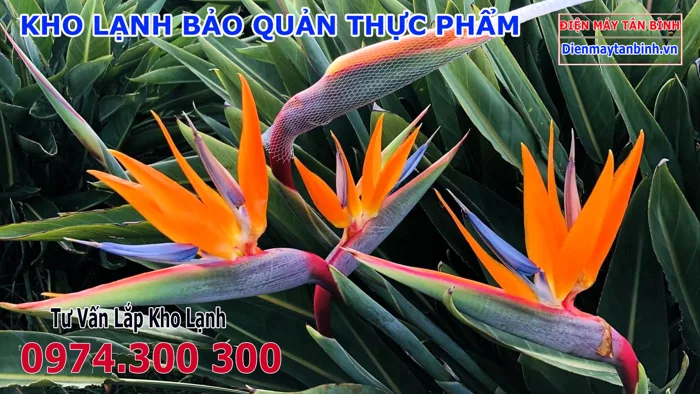 Hoa Thiên Điểu hợp mệnh gì? Ý Nghĩa các loại hoa Thiên Điểu
