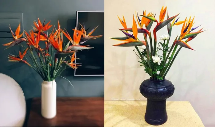 Cách cắm hoa thiên điểu: Bí quyết cho bình hoa đẹp, độc đáo, tươi lâu