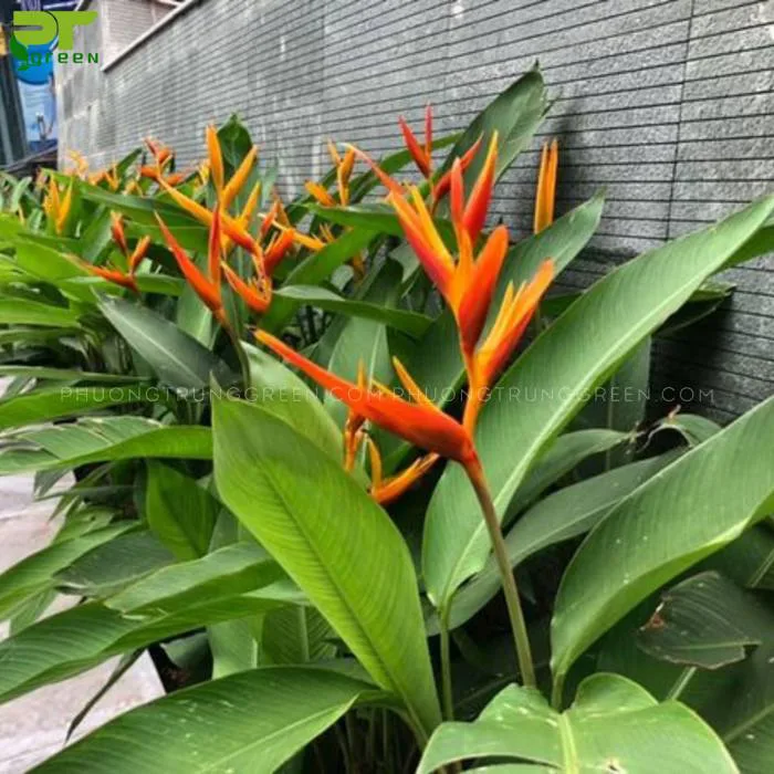 Hoa Thiên Điểu - Đặc điểm, công dụng và cách chăm sóc