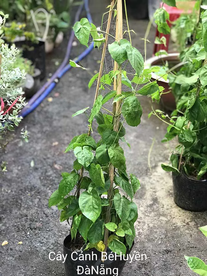 Cây hoa thiên lý - Cây Cảnh Tam Kỳ - Phương Đông Garden