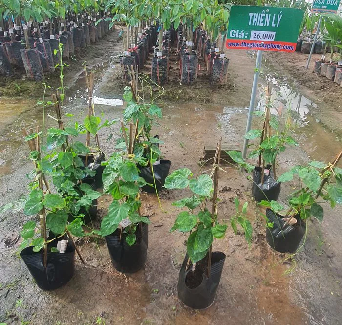 Cây Thiên Lý - Công ty Thế Giới Cây Giống