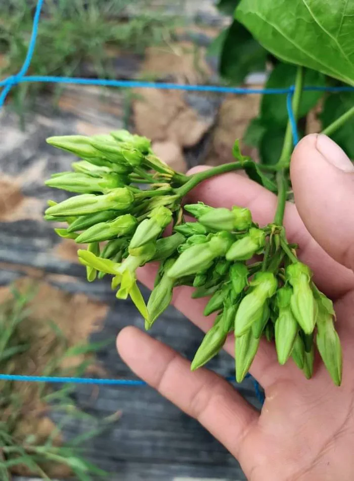 CÁCH XỬ LÝ THIÊN LÝ RA NHIỀU HOA & BIỆN PHÁP PHÒNG TRỪ SÂU BỆNH HẠI HIỆU QUẢ
