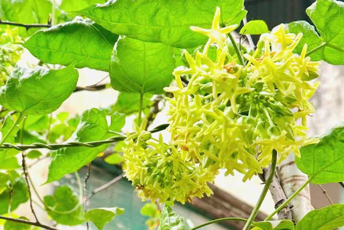 Công dụng bất ngờ của hoa thiên lý, 5 nhóm người nên tránh ăn