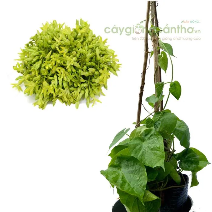 Cây giống thiên lý siêu hoa - Giống thiên lý cao sản giá rẻ