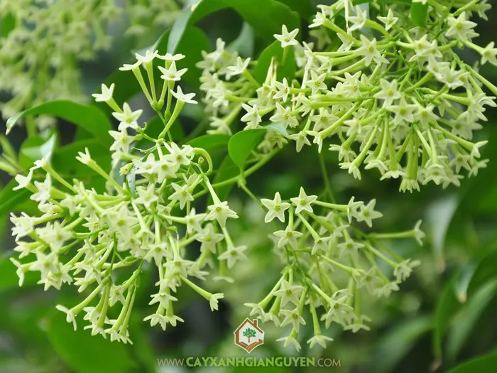 TÌM HIỂU VỀ GIỐNG HOA THIÊN LÝ – CÂY ĂN TRÁI