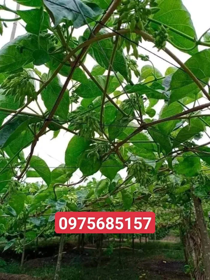 Thiên Lý Siêu Hoa - cây giống tốt, chất lượng đảm bảo 0975685157 -