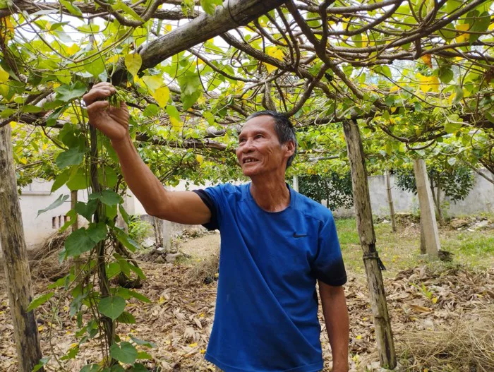 Mô hình trồng cây thiên lý lấy hoa cho thu nhập kinh tế ổn định tại xã  Trường Sơn