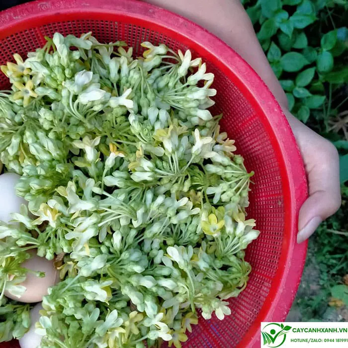 Cây thiên lý - Hoa thơm nồng nàn và làm rau ăn nhiều dinh dưỡng