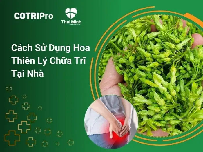 5 cách sử dụng hoa thiên lý chữa trĩ tại nhà và lưu ý