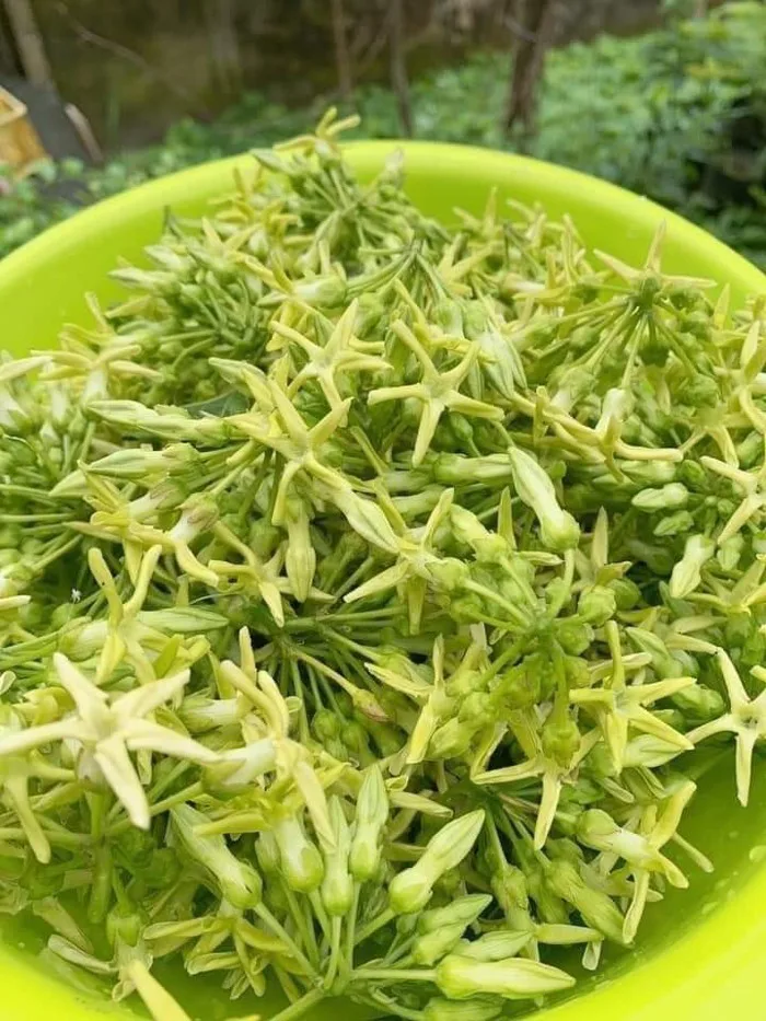 Tác dụng bất ngờ của hoa thiên lý đối với sức khoẻ